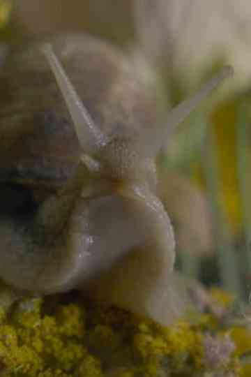 Crown of Creation Poster