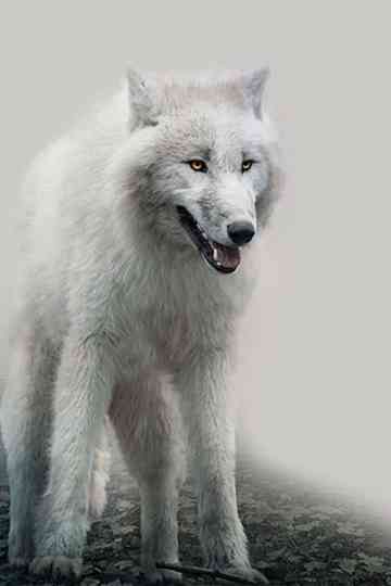 White Wolves Collection Poster