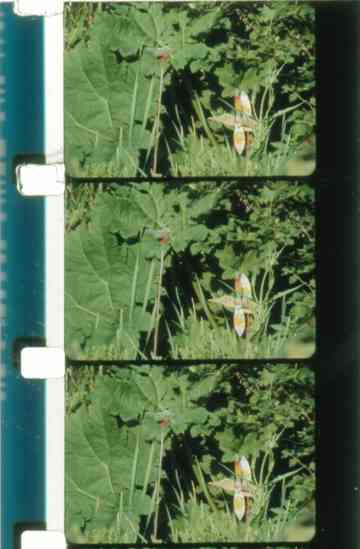 Jardin du Marais Poster