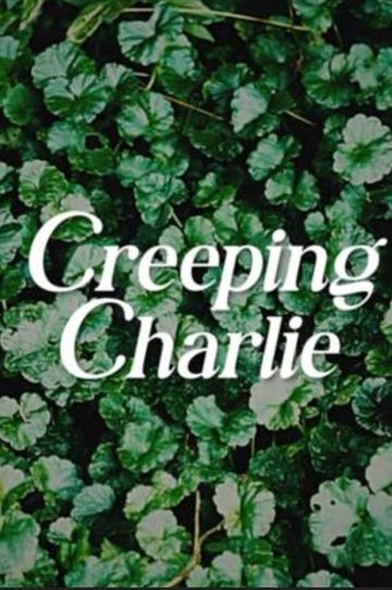 Creeping Charlie