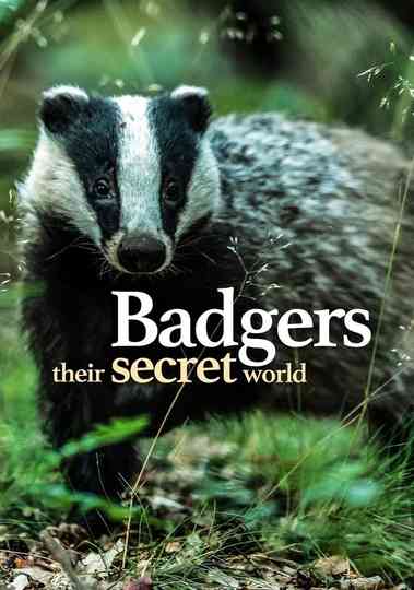 Badgers: Their Secret World Poster