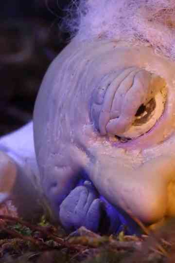 Three Golden Hairs Poster