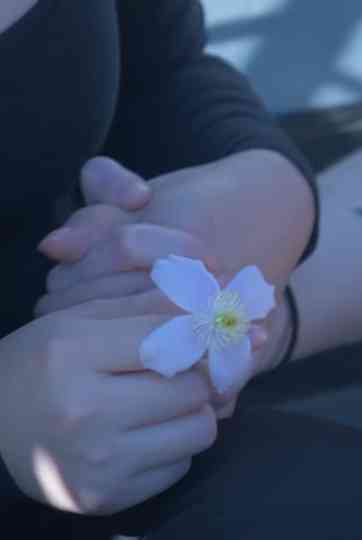 Pushing Daisies Poster