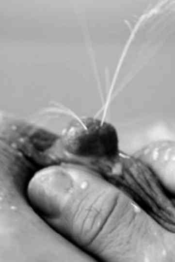 Mamíferas: el hilo de Ariadna Poster