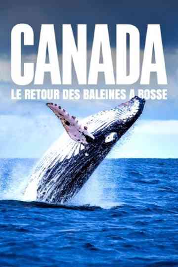 Le retour des baleines à bosse Poster
