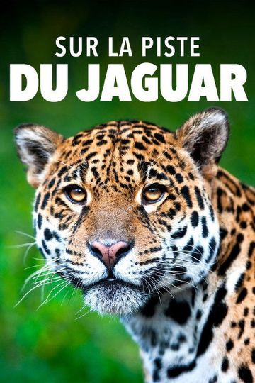 Jaguar: Jungle Icon of Guyana