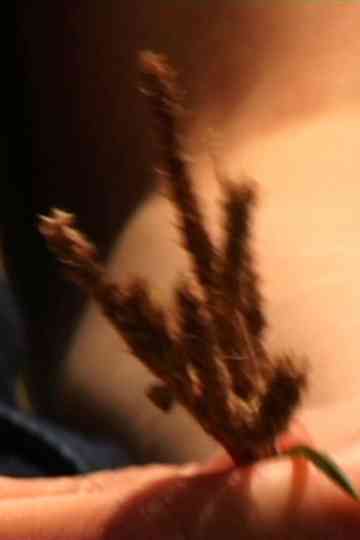 Donnez-Nous la Paix Poster