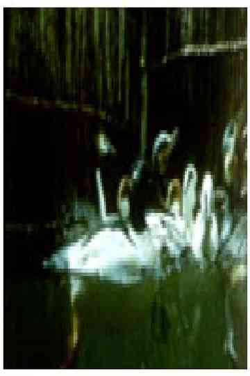 Birds and Fish Poster