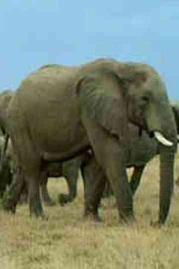 Water and Fire Poster