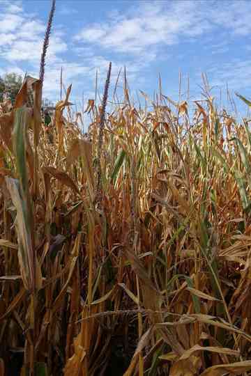 The Temple of Augustus and Livia seen near Saint-Prim Poster