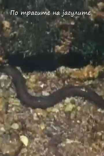 Following the Traces of the Eels Poster