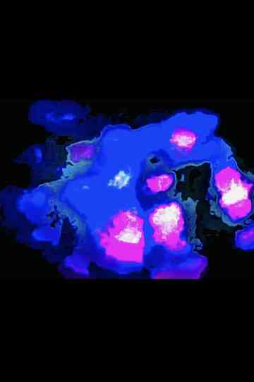 MIDNIGHT BLISS Poster