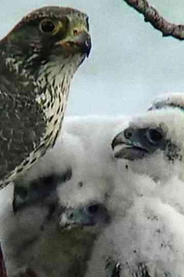 The Barrens Quest Poster