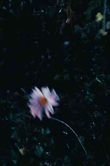 October 17th 2025 Poster