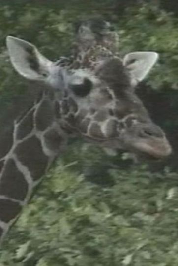 Luis Buñuel: The Spots of the Giraffe
