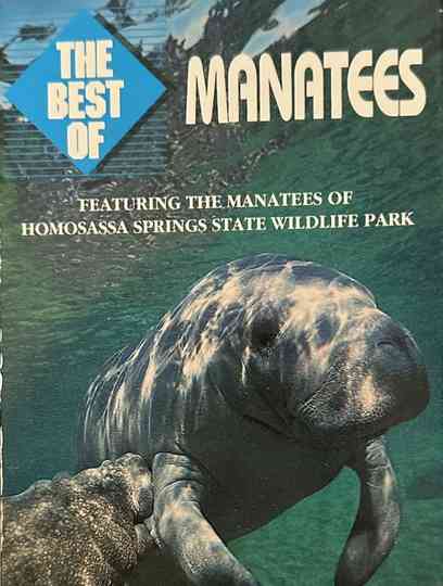Manatees Poster