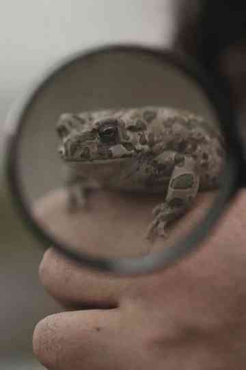 The Snake Hill Poster