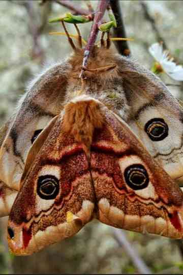 Purple Emperor Poster