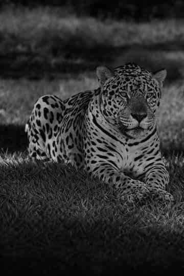 Jardim Zoológico do Rio de Janeiro Poster