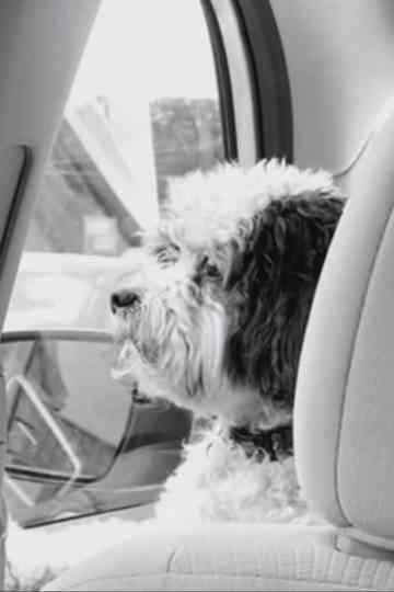 Mr. Trooper Goes to Dallas Poster