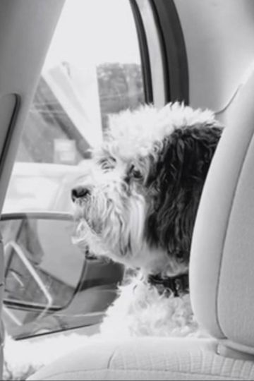 Mr. Trooper Goes to Dallas