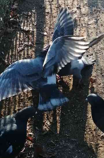 I Saw Mockingbirds laughing under the sun of Valence Poster