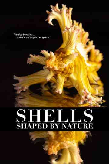 Shells: Shaped by Nature Poster