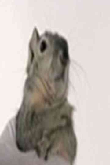 Western Gray Squirrel Poster