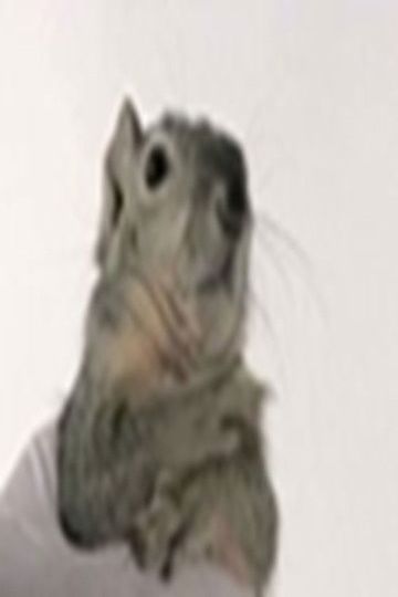 Western Gray Squirrel