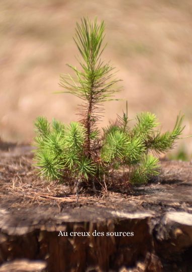 Au creux des sources