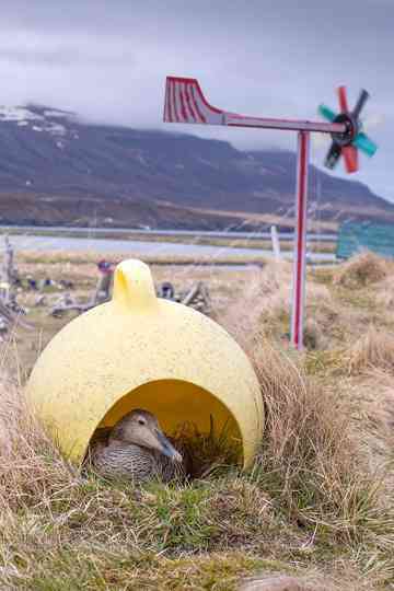 Amongst the Birds Poster