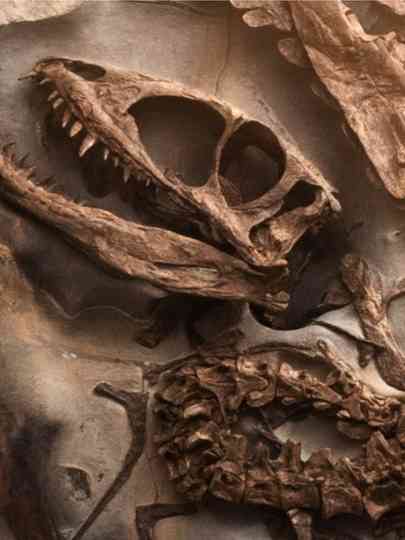 UN DINOSAURE INCONNU TROUVÉ EN FRANCE Poster