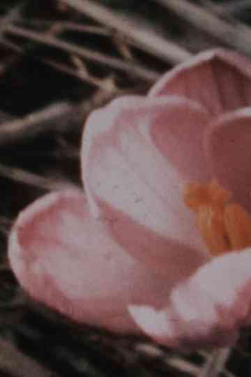 Kumbum 1+1 (1975-1987) Poster