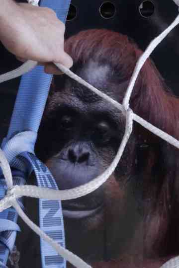 Sandra, The Primate Citizen Poster