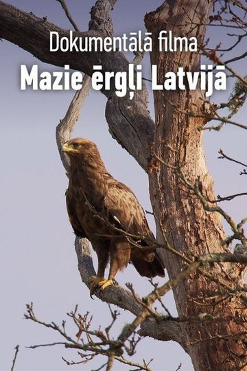 Mazie ērgļi Latvijā