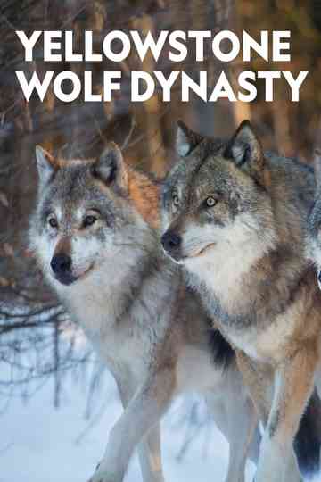 Yellowstone Wolf Dynasty Poster