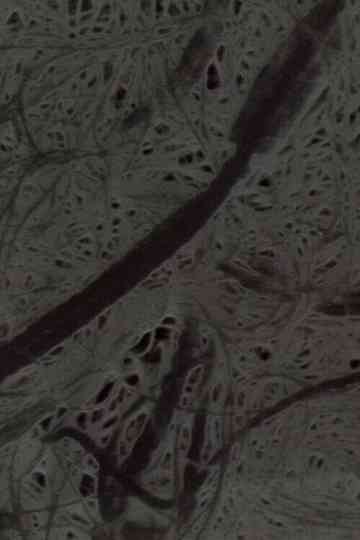 Ecosystem 6  A Sort of Mycelium Poster