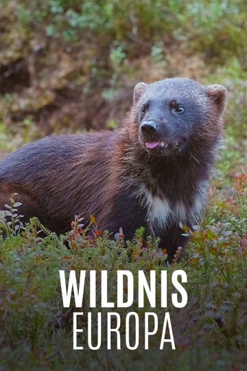 Wildnis Europa