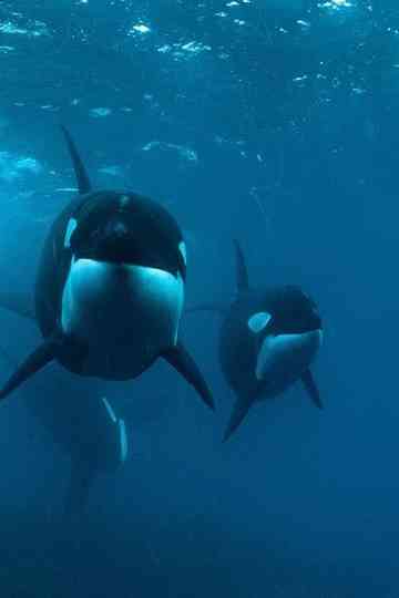 0800 SEE ORCA