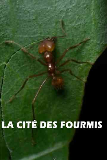 La cité des fourmis Poster