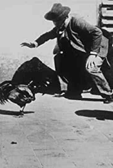 Combat de coqs poster