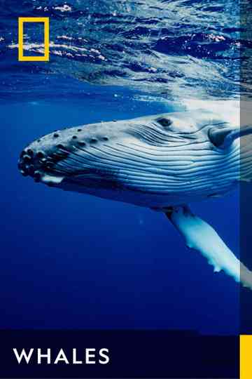 Whales Poster