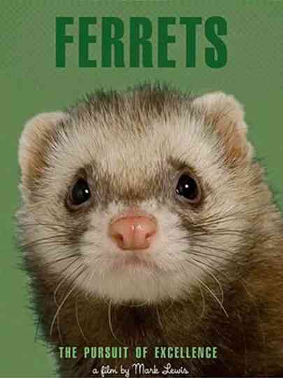 Ferrets Poster