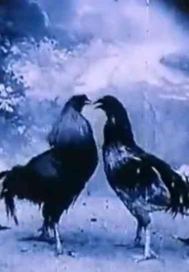 Criminal Animals Poster