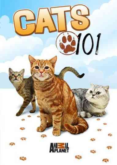 Cats 101 Poster