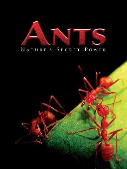 Ants  Natures Secret Power Poster