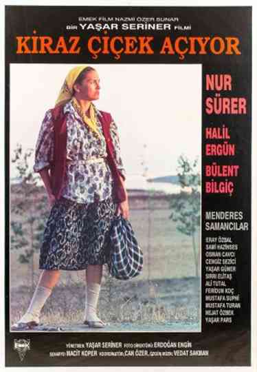 Cheery blossom time Poster