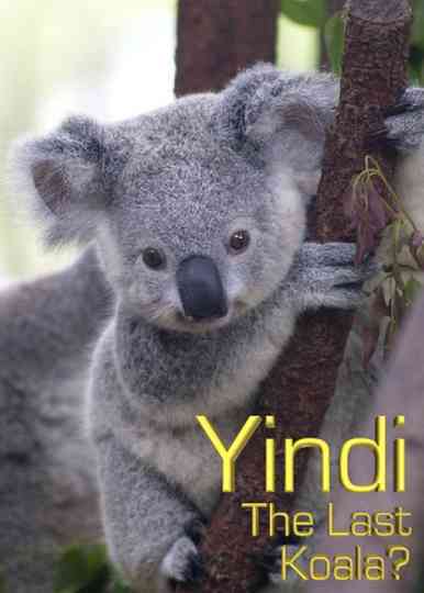 Graingers World Yindi The Last Koala Poster