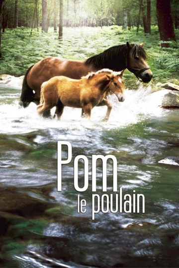 Pom le poulain