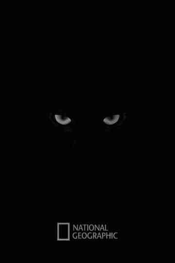 National Geographic: In Search of the Jaguar Poster